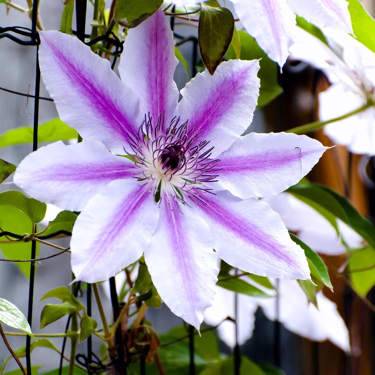 CarpetC 200+ Mixed Clematis Seeds for Planting, Perennial Climbing Vine Large Blooms, Non-GMO Heirloom Flower Seeds for Trellises, Arbors & Garden Fences