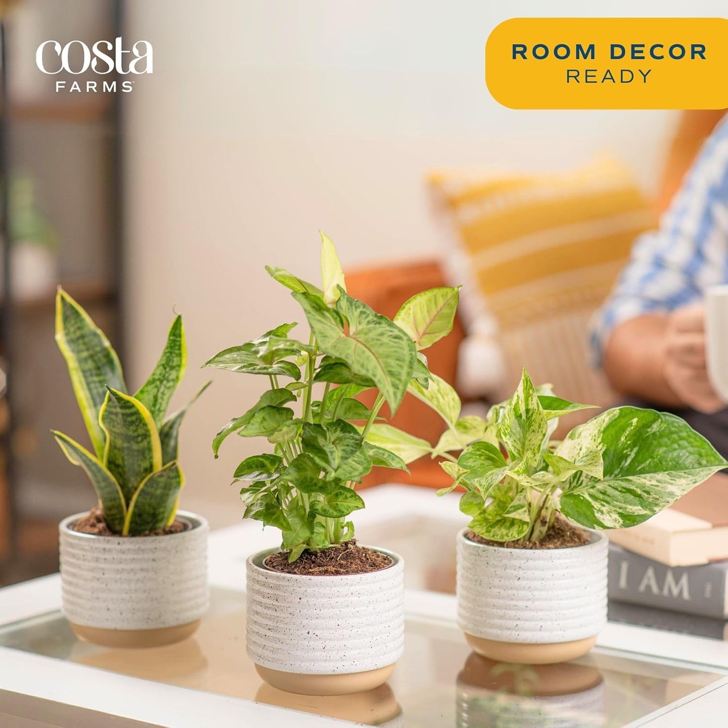 Costa Farms Live Plants (3 Pack), Easy to Grow Real Indoor Houseplants, Air Purifying Plants, Grower's Choice in Home Décor Indoors Plant Pots, New House Gift or Room Décor