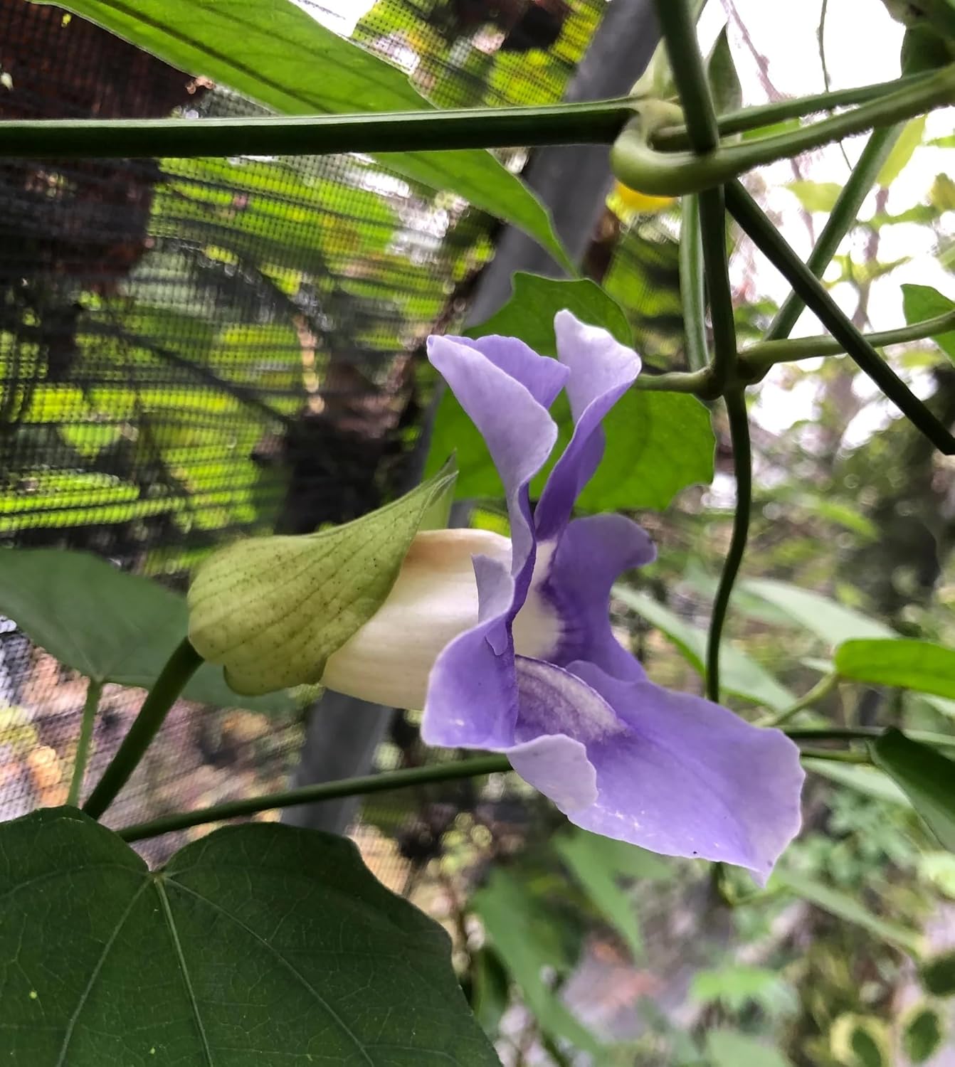 Thunbergia Grandiflora Plants | Pack of 2 (Two) | 5-9 Inch Blue Trumpet Vine | Sky Vine/Bengal Clock Vine | Fast-Growing Large Climber for Fences, Arbors & Privacy Screens