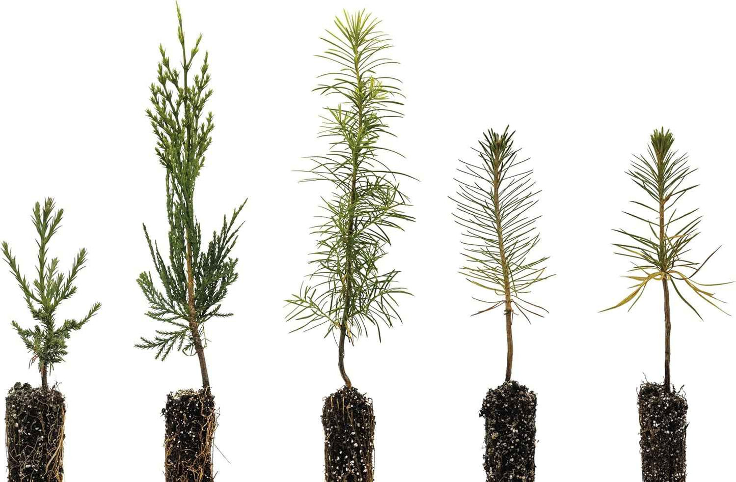Conifers of The Sierra Nevada | Collection of 5 Live Tree Seedlings | The Jonsteen Company