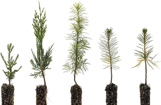 Conifers of The Sierra Nevada | Collection of 5 Live Tree Seedlings | The Jonsteen Company