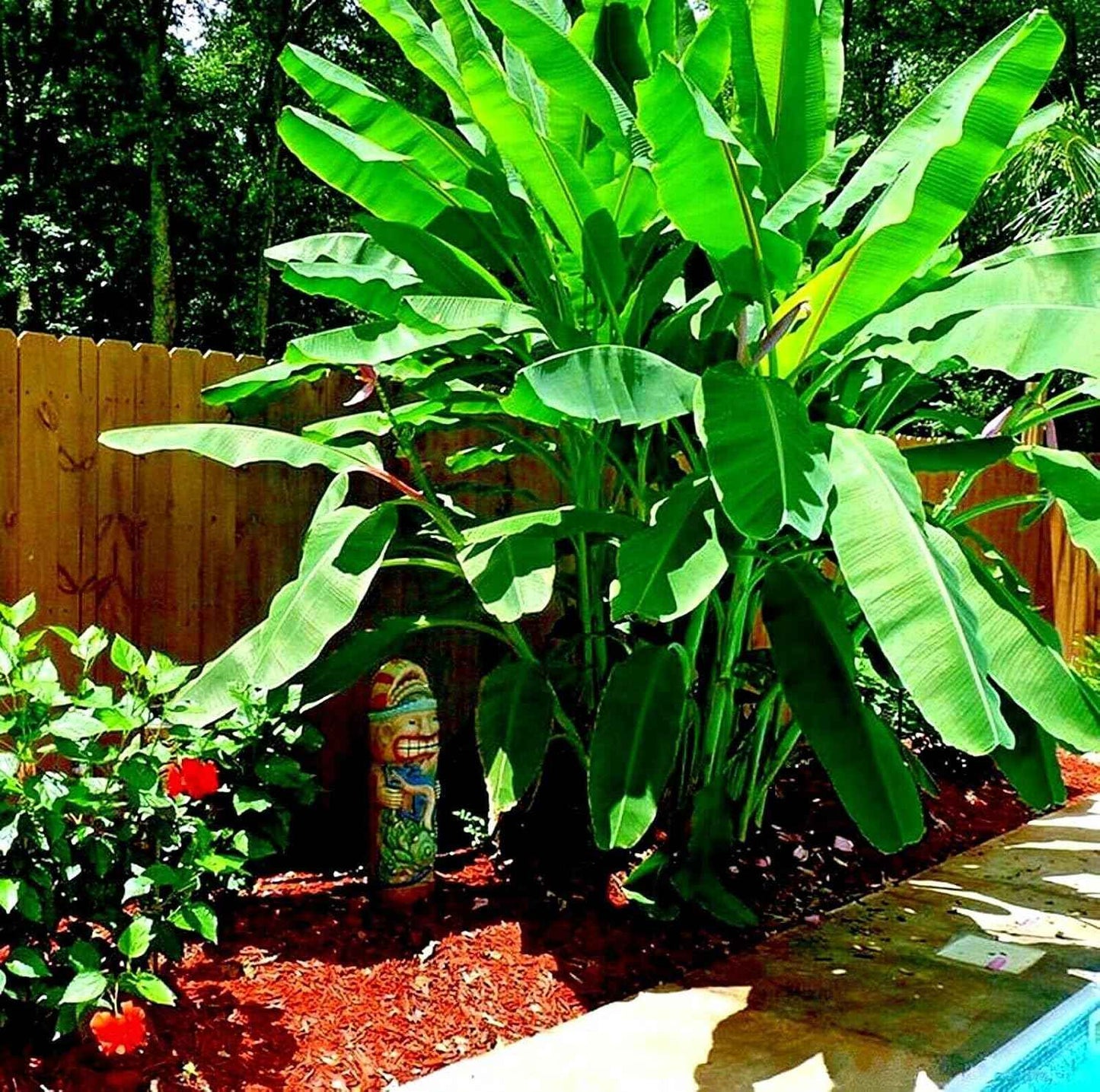 10 Seeds Dwarf Cavendish Banana Tree Seeds | Musa acuminata Hardy Tropical Fruit Plant