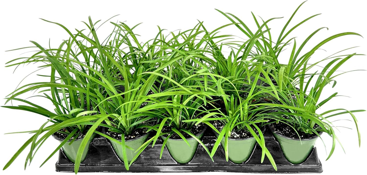 Big Blue Liriope Muscari - 3 Live 4 Inch Pots - Drought Tolerant Low Maintenance Evergreen Plants Grass Lilyturf