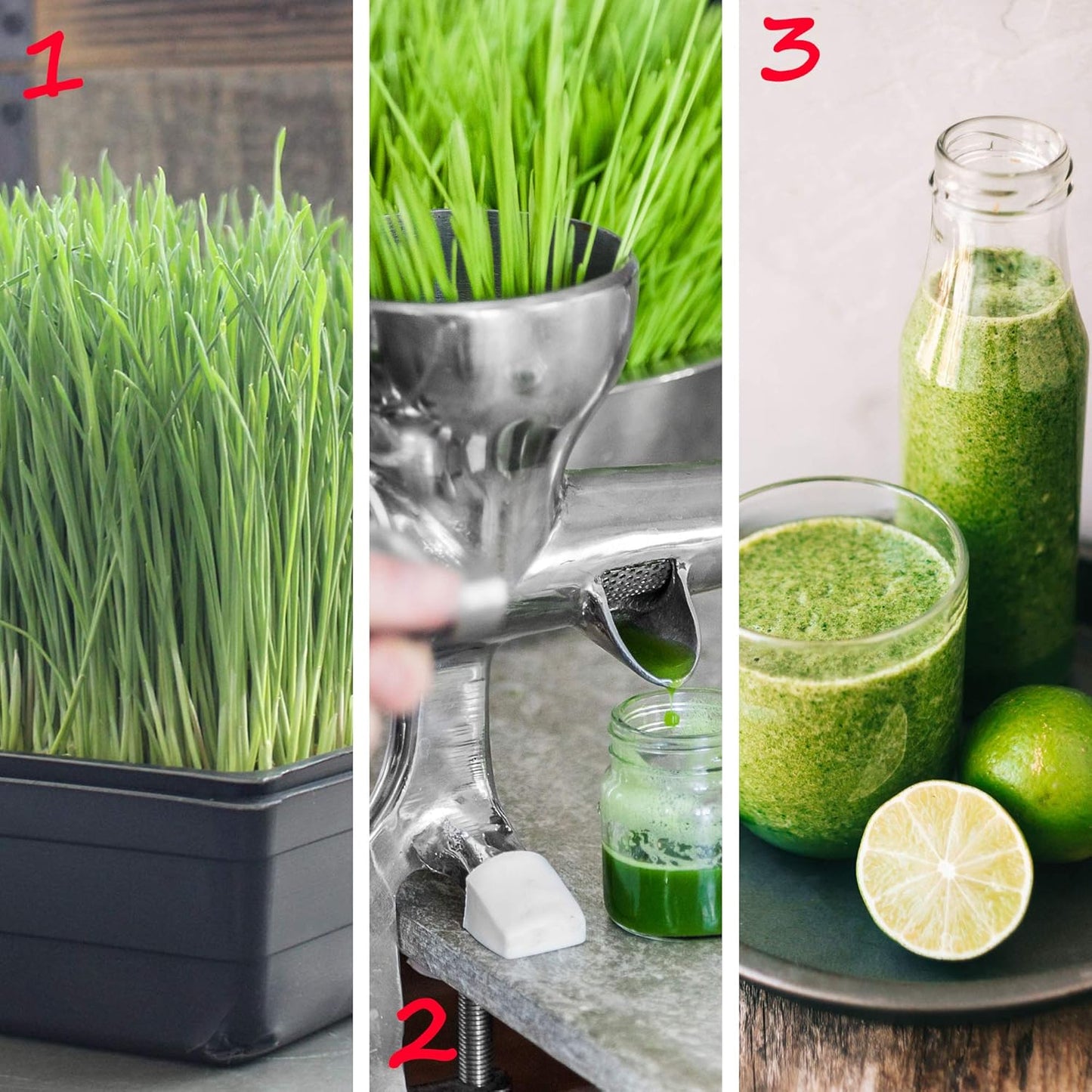 10-Pack 1010 Garden Growing Trays Without Drain Holes - 10" x 10" Plastic Plant Trays No Holes - Wheatgrass Sprouting Tray, Microgreens Seed Tray, Hydroponic Trays, Nursery Flats, Greenhouse Supplies