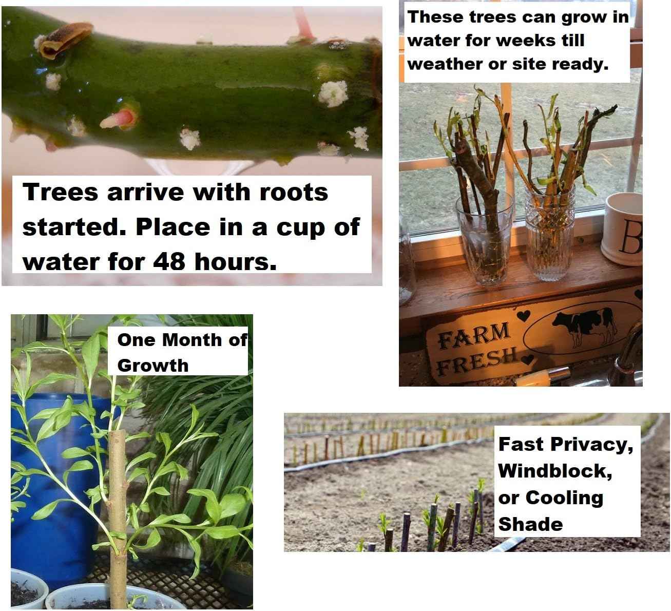 5 Willow Trees- Ready to Plant - 2 Weeping Willow Trees + 2 Austree Hybrid Willow Trees + 1 Corkscrew Willow Tree - Indoor Outdoor Live Trees - Bonsai Starts