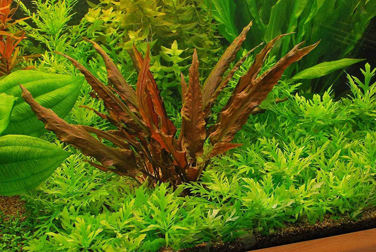 Foreground Potted Live Aquarium Plants | Freshwater Aquatic Plants for Aquariums (Cryptocoryne Red, 1)