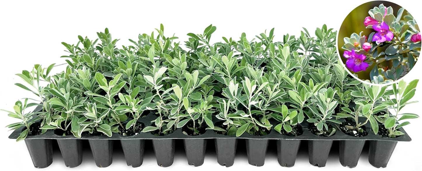 Texas Sage | 30 Live Plants | Leucophyllum frutescens | Drought-Tolerant Shrub for Landscaping | Hardy Evergreen with Silver Foliage and Purple Blooms