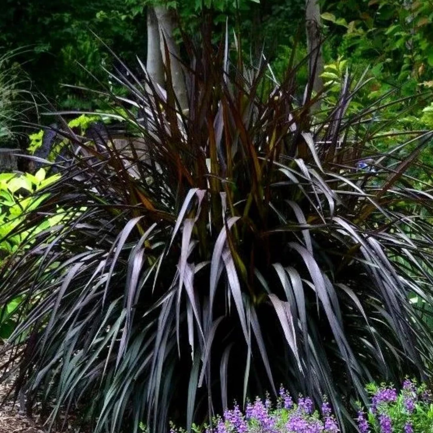Set 2 Grass Plants Live for Planting, 5-9 Inch Tall, Ornamental Grasses Live Plants Perennial Grass, Well-Rooted (Black Fountain Grass)