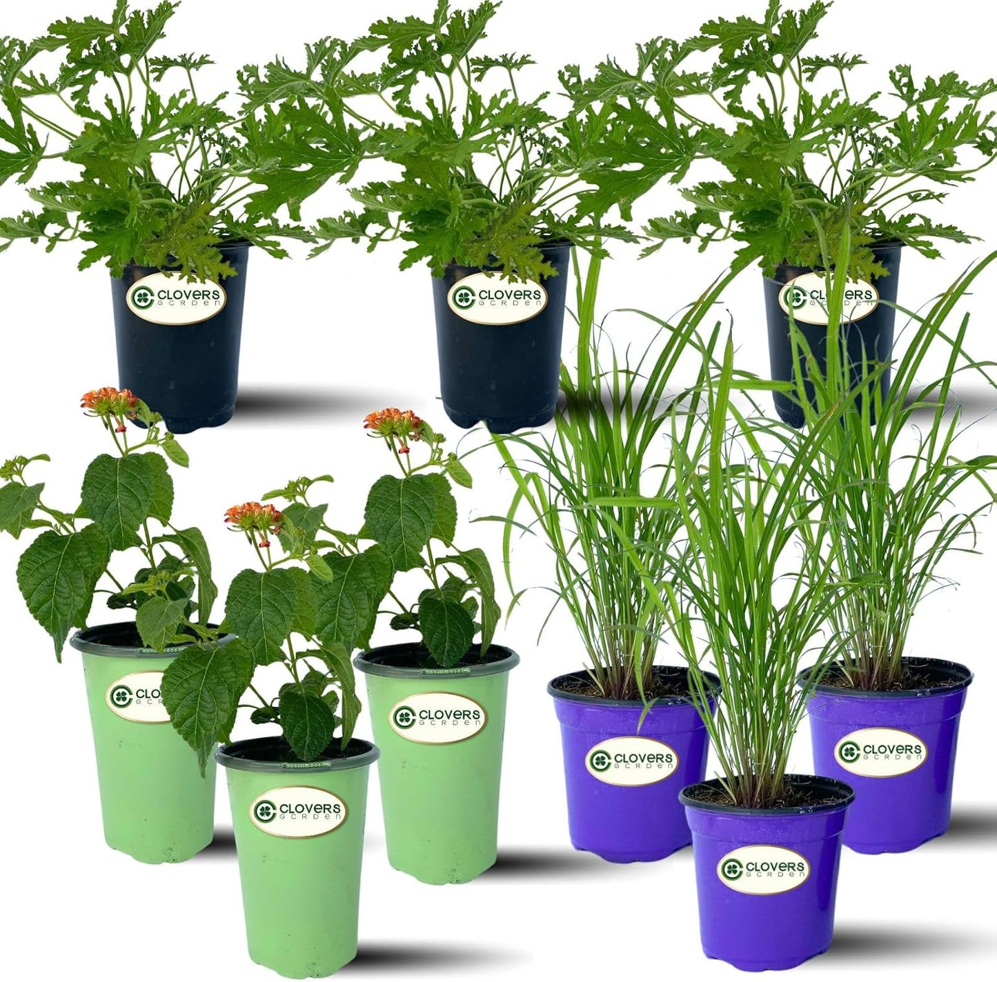Clovers Garden Mosquito Trio Nine (9) Mosquito Repellent Live Plants – Non-GMO - Each 4" to 8" Tall – in 4" Inch Pots - Includes Citronella Geranium, Lemongrass, Lantana Plants (3 of Each)