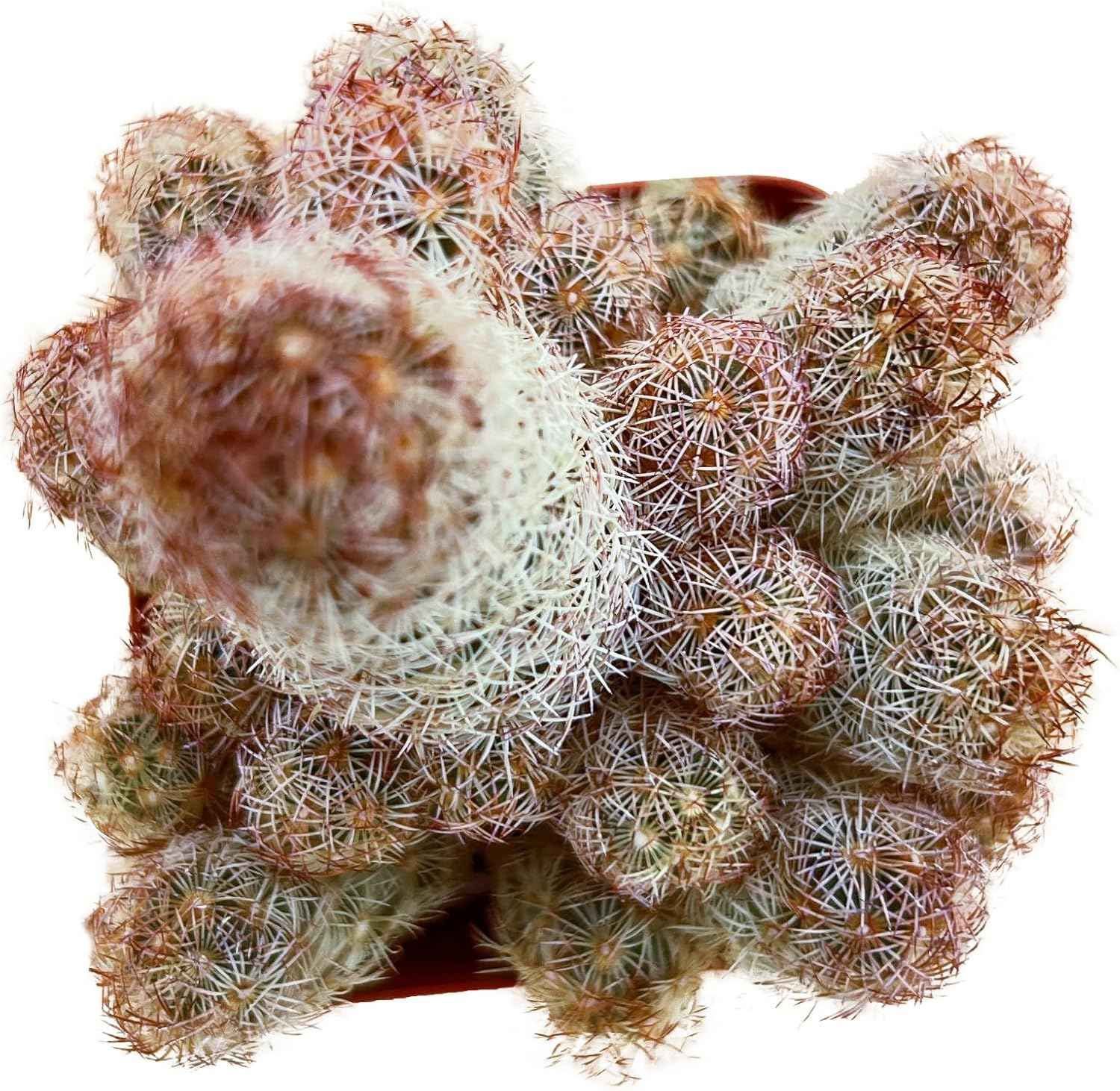 Sprout N Green Mammillaria elongata 'Copper King', Live Cactus Plant Fully Rooted in 2" Pots with Soil Mix, Houseplant for Indoor Outdoor Home Office Décor