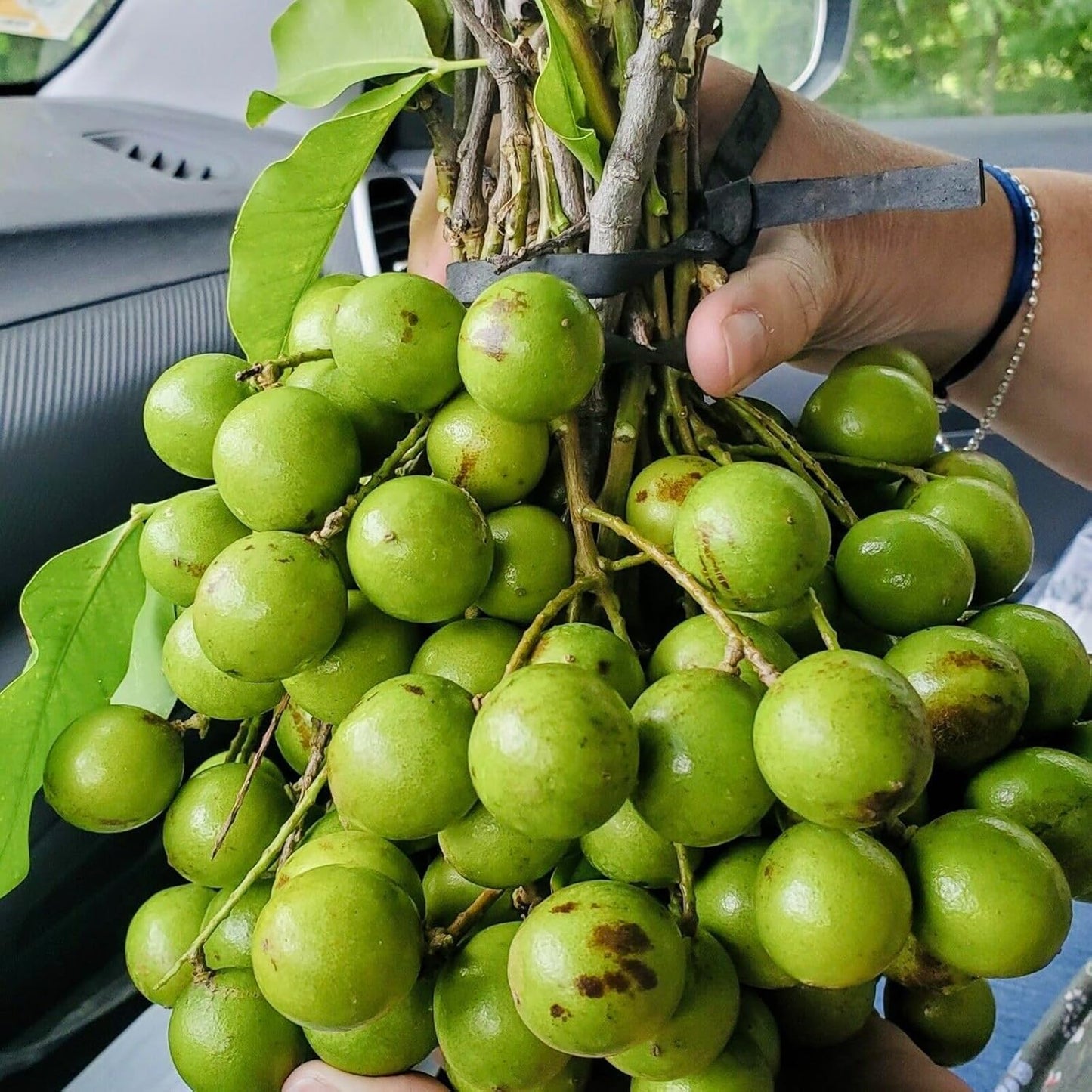 Spanish Lime (Melicoccus bijugatu) Tropical Fruit Tree 12"