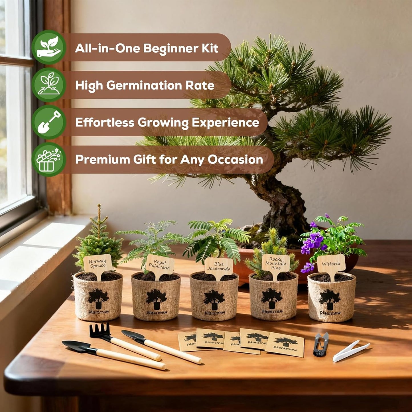 Christmas Gifts & Crafts for Adults - Bonsai Tree Starter Kit with 5 Unique Japanese Trees | Complete DIY Gardening Kit for Birthday | Gifts for Women, Men, Mom, Dad, Plant Lovers