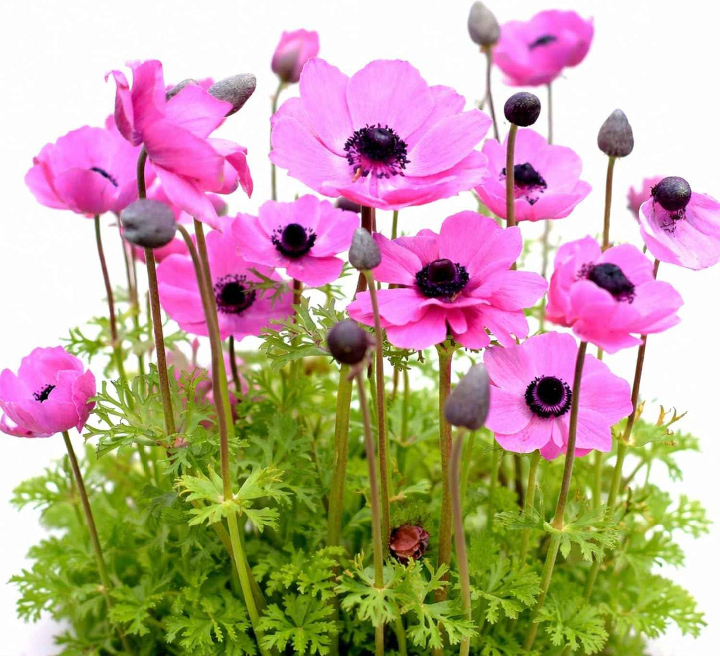 Easy to Grow Anemone Rosea Pack of 20 Flower Bulbs - Spring Pink Flowers in Full Sun, Great for Cutting