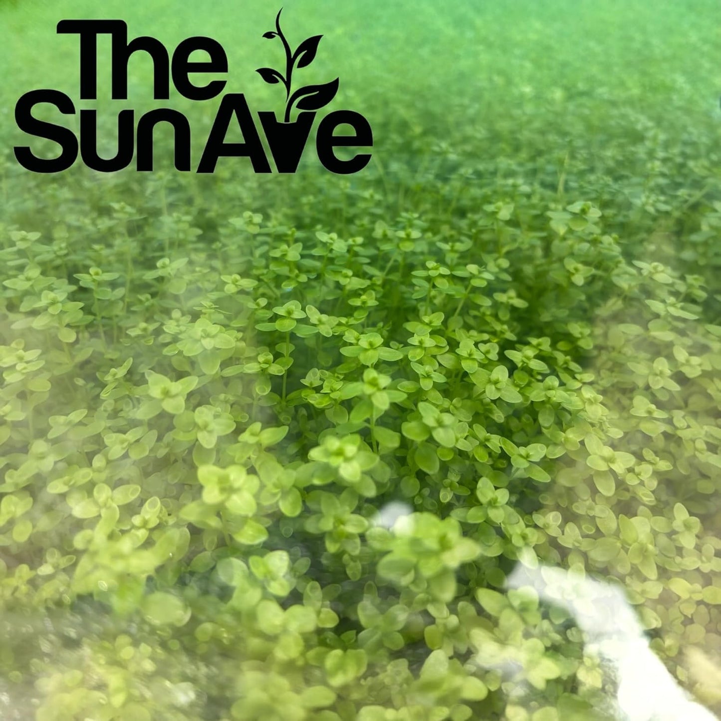 Freshwater Live Aquarium Plants with Roots (Monte Carlo)