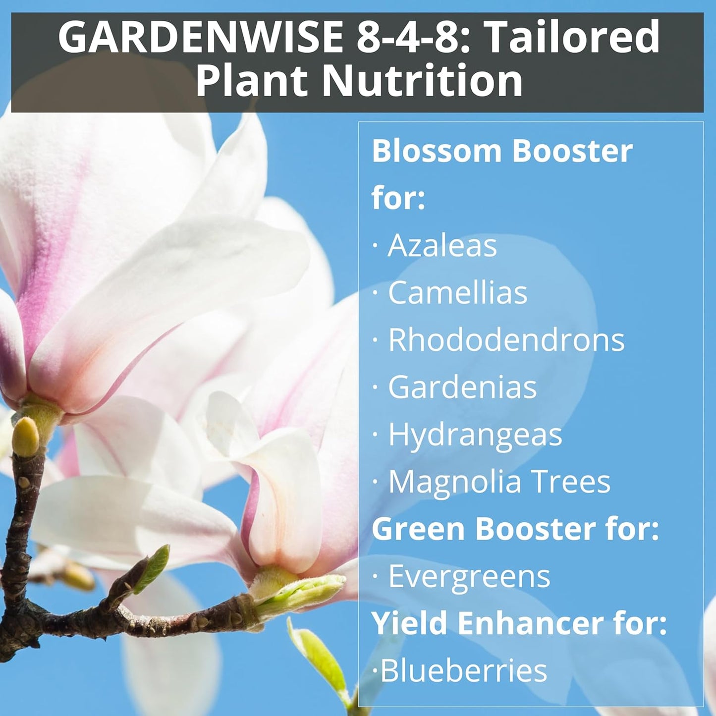 8-4-8 Acidic Fertilizer for Azaleas, Camellias (Camelia), Hydrangeas, Blueberries, Gardenias, Magnolia Trees, Evergreens, and Rhododendrons - Ideal Iron-Rich Plant Food (5 QUARTS)
