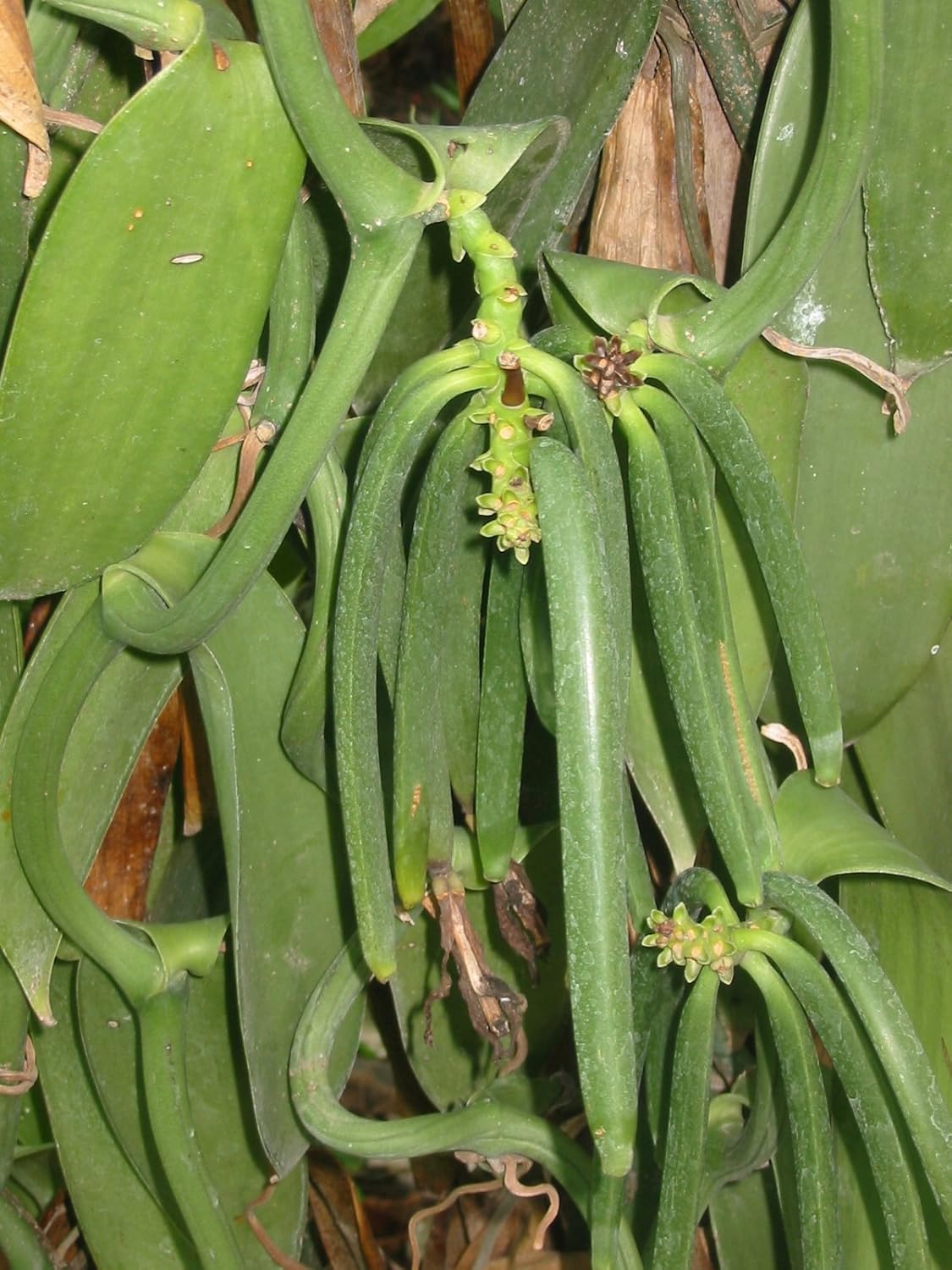 25 Tahitian Extract Grade B Natural Vanilla Beans by Vanilla Products USA