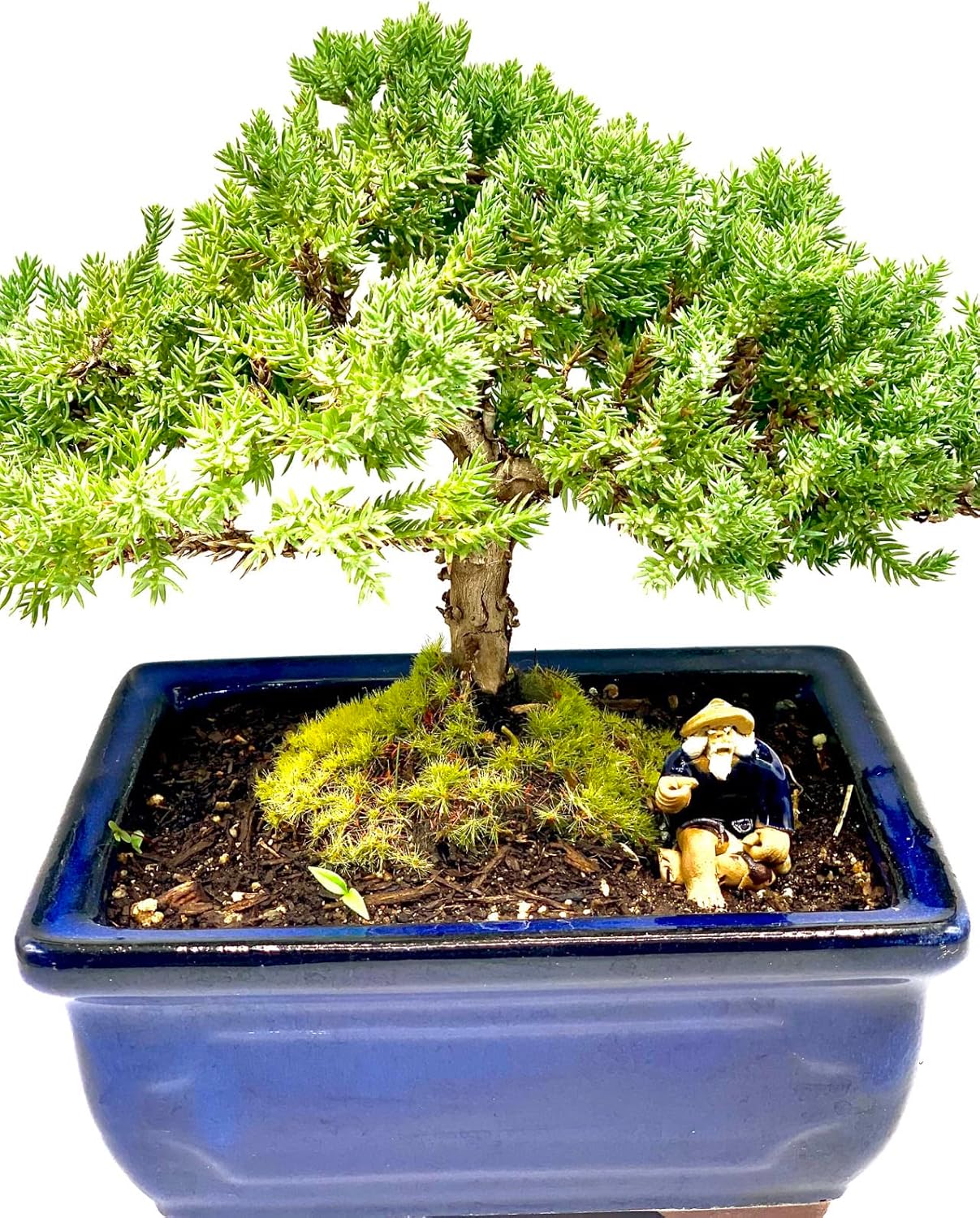 Live Dwarf Juniper Bonsai Tree 7 Year Old | Juniper or Jade Bonsai Tree | Indoor/Outdoor | 100% Handcrafted| Home and Office Décor | Best Gift for Holiday