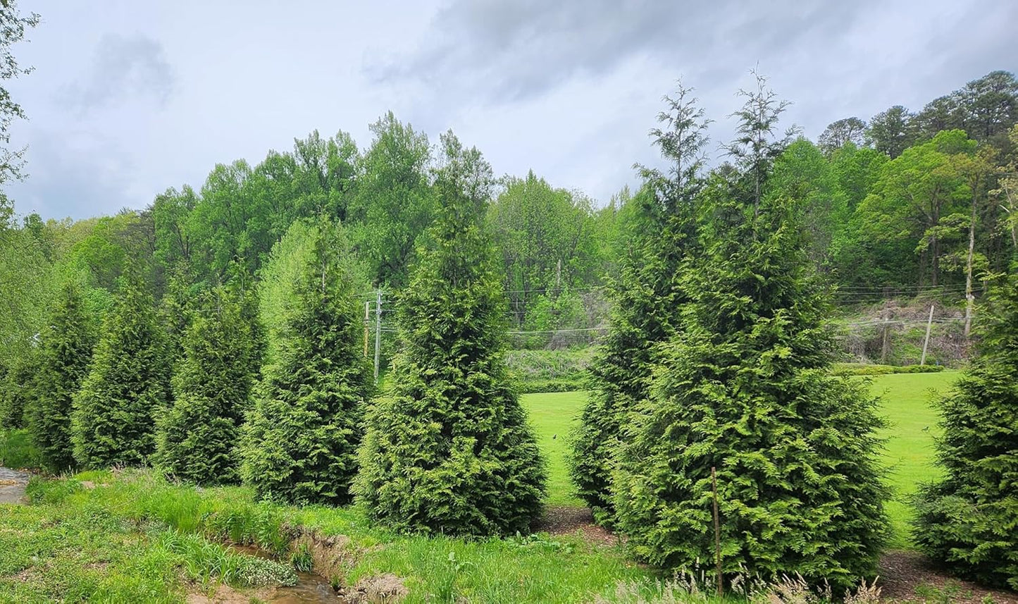 Thuja Green Giant Arborvitae Lot of 75, 3 Inch Pot