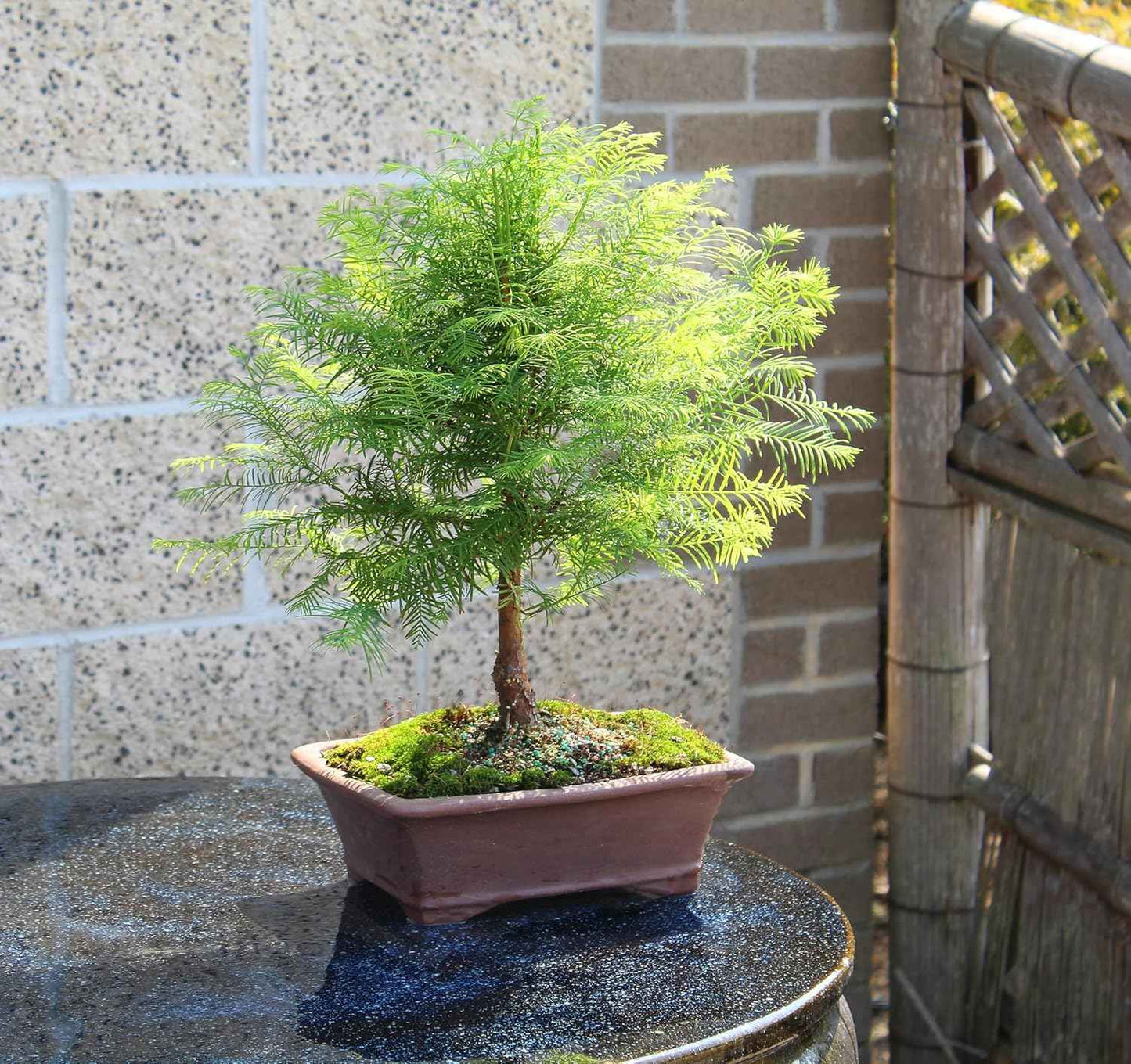 Brussel's Bonsai - Live Dawn Redwood Bonsai Tree in Ceramic Bonsai Pot, Outdoor Bonsai Tree Live Plant, 3 Years Old, 14-20 Inches Tall, Easy Care Bonsai for Patio Garden (Medium)