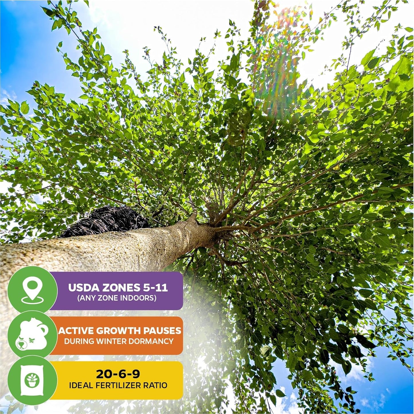 Dwarf Everbearing Black Mulberry Tree Live Plant – Morus nigra – Wellspring Gardens - Premium Fruit Tree for Indoor & Outdoor Planting – Ideal for Gardens, Patio, Landscaping (2-Pack)