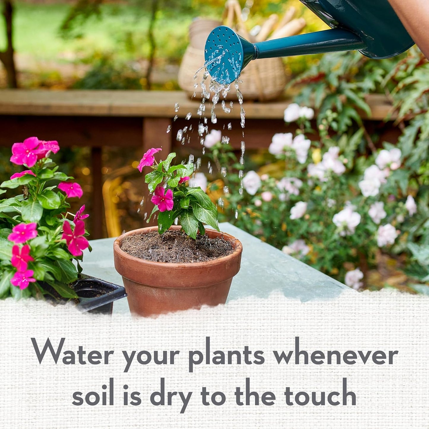 Whitney Farms Organic Potting Soil - Natural Indoor and Outdoor Container Mix, Organic Potting Soil for Vegetables, Herbs and Flowers, Feeds Plants up to 2 Months, 16 qt.