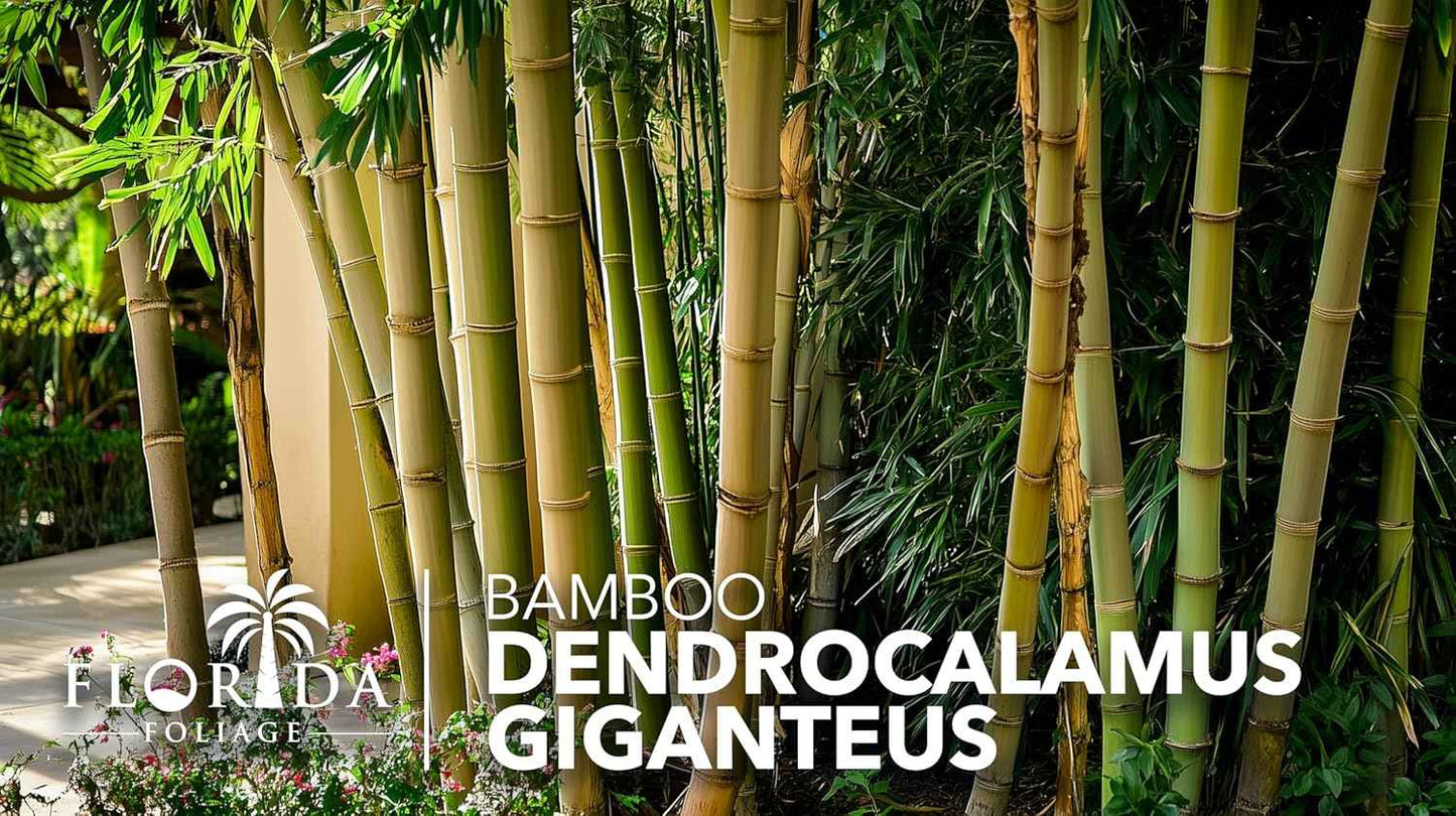 Dendrocalamus Giganteus Bamboo | 1 Large Trade Gallon Size Plant | Fast-Growing Privacy Screen | Giant Live Outdoor Greenery | Sustainable Garden Solution