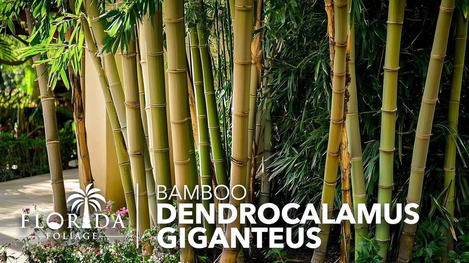 Dendrocalamus Giganteus Bamboo | 1 Large Trade Gallon Size Plant | Fast-Growing Privacy Screen | Giant Live Outdoor Greenery | Sustainable Garden Solution