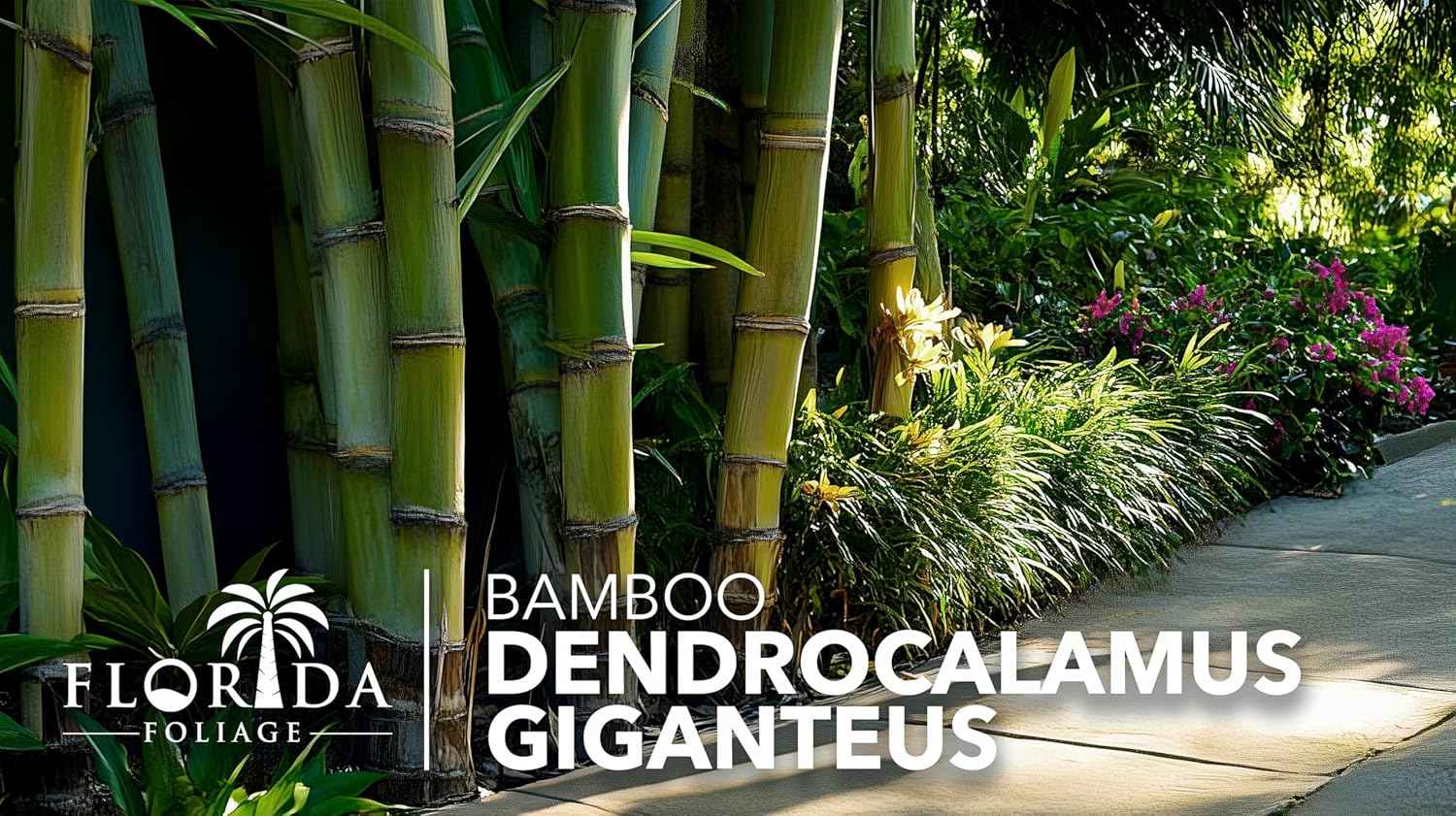 Dendrocalamus Giganteus Bamboo | 1 Large Trade Gallon Size Plant | Fast-Growing Privacy Screen | Giant Live Outdoor Greenery | Sustainable Garden Solution
