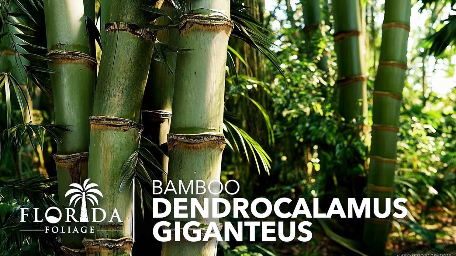 Dendrocalamus Giganteus Bamboo | 1 Large Trade Gallon Size Plant | Fast-Growing Privacy Screen | Giant Live Outdoor Greenery | Sustainable Garden Solution