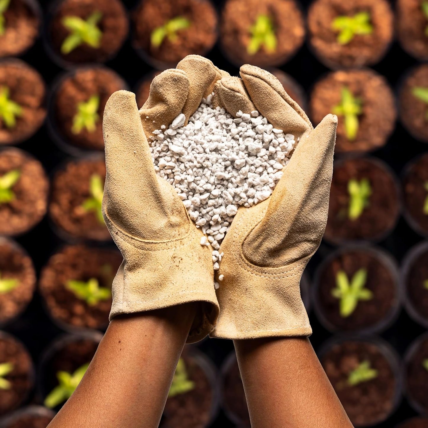 Perlite Bliss (8 Qts) - Organic Perlite for Plants - Coarse Perlite Bulk Soil Amendment - Chunky Perlite for Plants, Potting Soil, Garden Soil, & Coco Coir - Horticultural Perlite for Gardening
