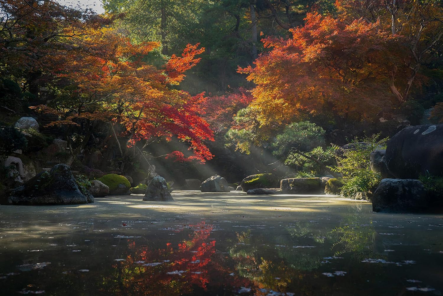 Japanese Maple | Small Tree Seedling | The Jonsteen Company