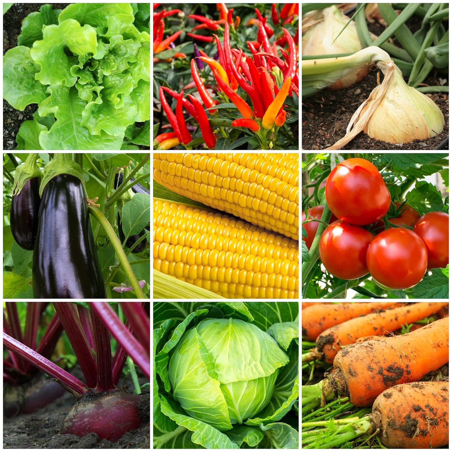 The Old Farmer's Almanac Organic Tomato & Vegetable Plant Food Fertilizer (4.5 Lbs - Covers 500 Square Feet), OFA-TV848