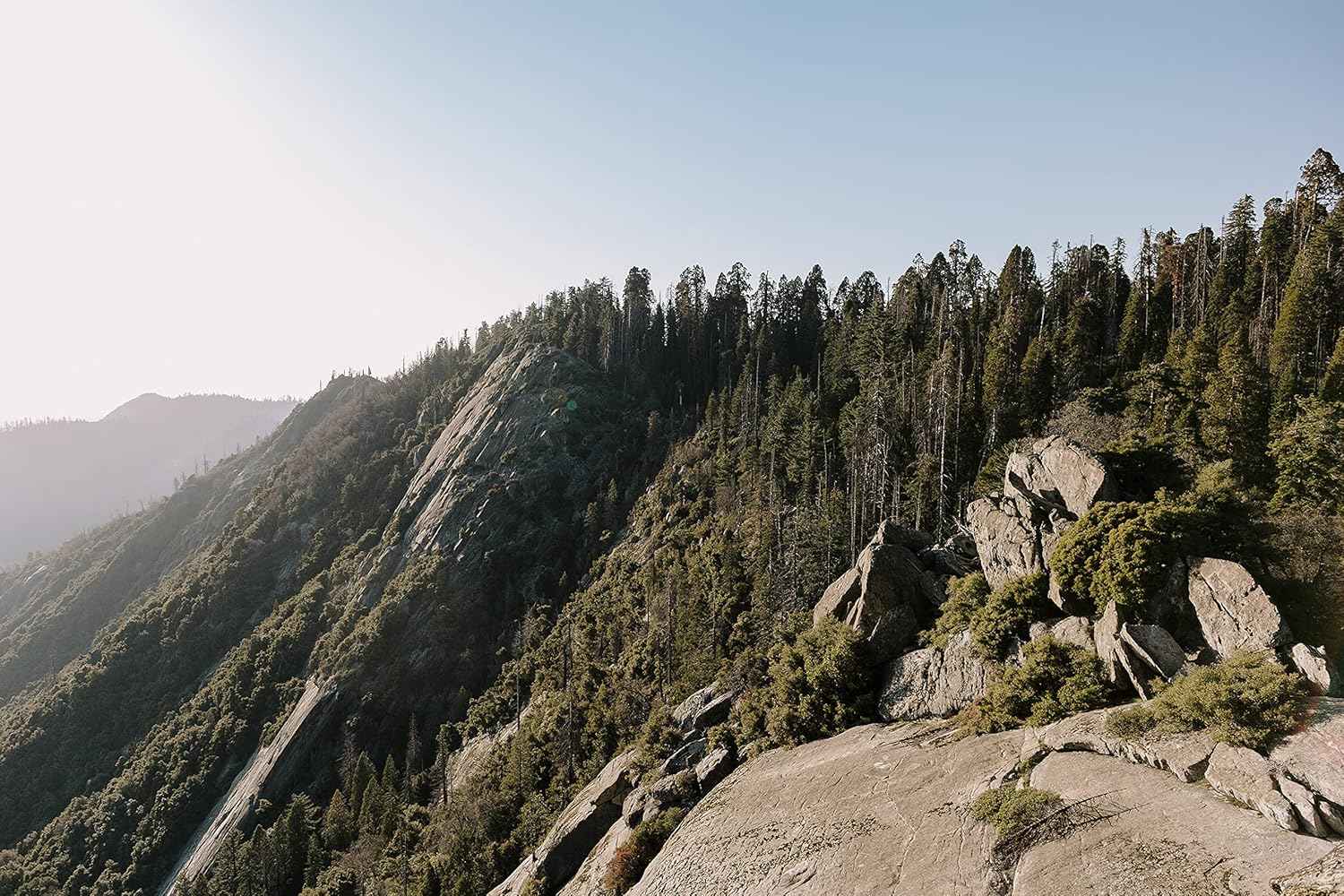 Conifers of The Sierra Nevada | Collection of 5 Live Tree Seedlings | The Jonsteen Company