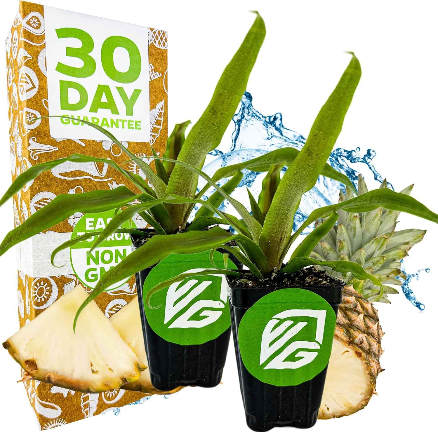 Sugarloaf Pineapple (Kona Sugarloaf) Live Plant - Ananas Comosus - Wellspring Gardens Starter Plant - Ideal Pineapple Plant Live Easy to Grow Starter Plant Great for Outdoor & Patio (2-Pack)