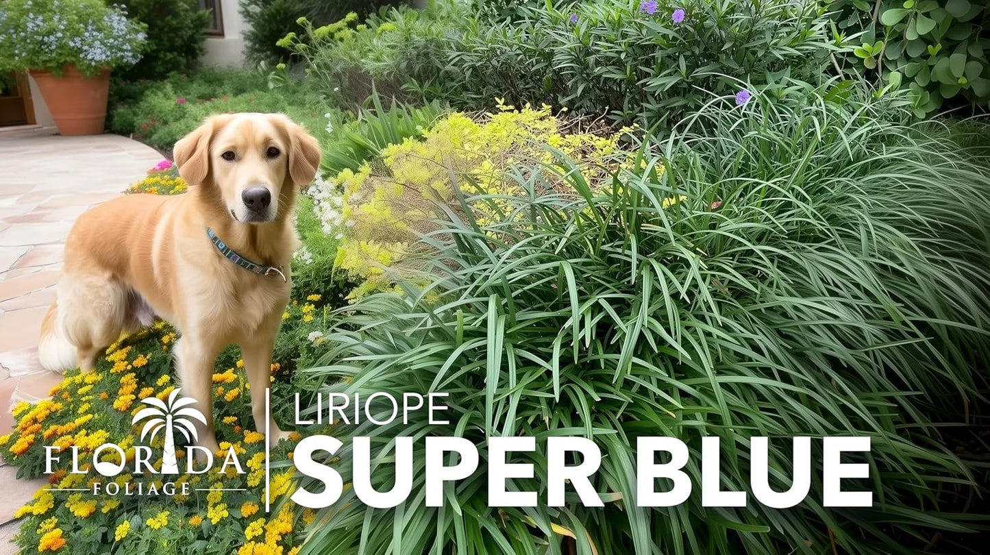 Super Blue | 40 Live Plants | Liriope Muscari | Ground Cover Plant, Ornamental Grass, Drought Tolerant, Low Maintenance, Evergreen Foliage, Purple Flower Spikes, Shade Garden Favorite, Easy to Grow