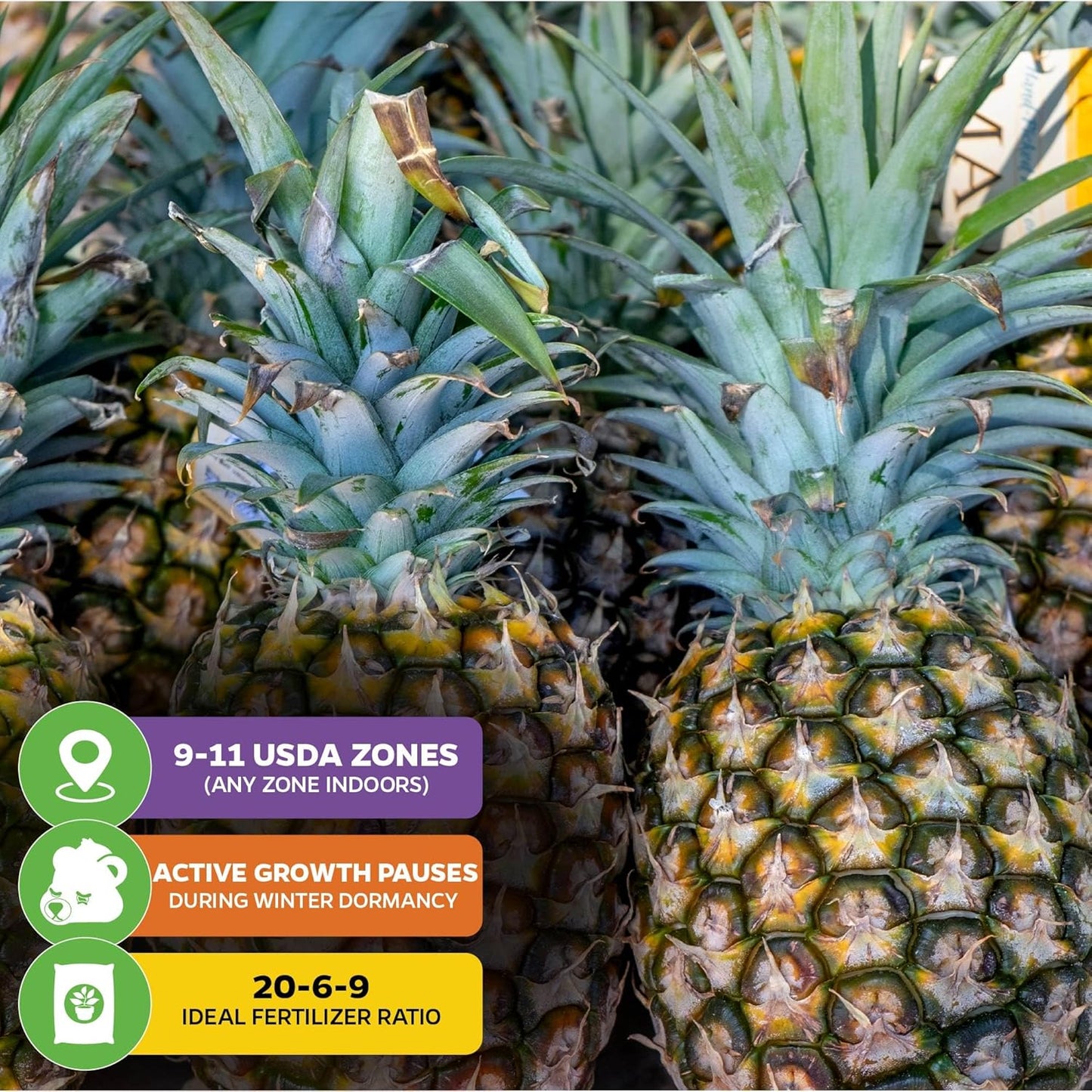 Sugarloaf Pineapple (Kona Sugarloaf) Live Plant - Ananas Comosus - Wellspring Gardens Starter Plant - Ideal Pineapple Plant Live Easy to Grow Starter Plant Great for Outdoor & Patio (2-Pack)