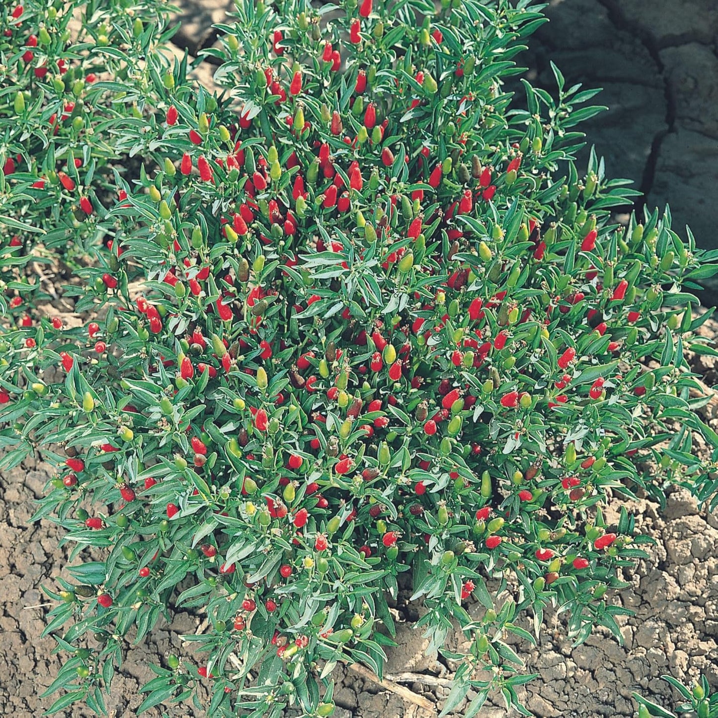 Thai Ornamental Hot Pepper 1 Gram ~430 Seeds – Non-GMO, Heirloom, Open-Pollinated – 50K–100K SHU – Compact, Upright Plants – Edible & Decorative – Heat-Tolerant