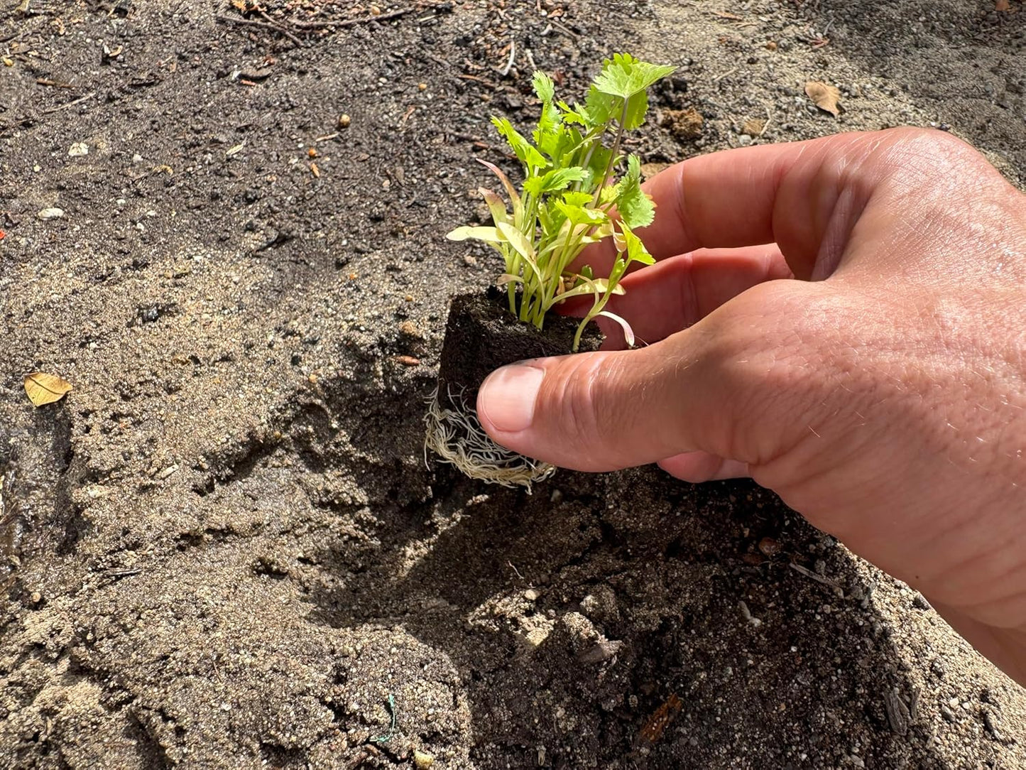Herb Seedlings: Ready-to-Plant Seedlings, Starts, Plugs, Garden-Ready, Live Plants, Transplants, Pre-sprouted, for Soil & Hydroponic Gardens (6 seedlings)