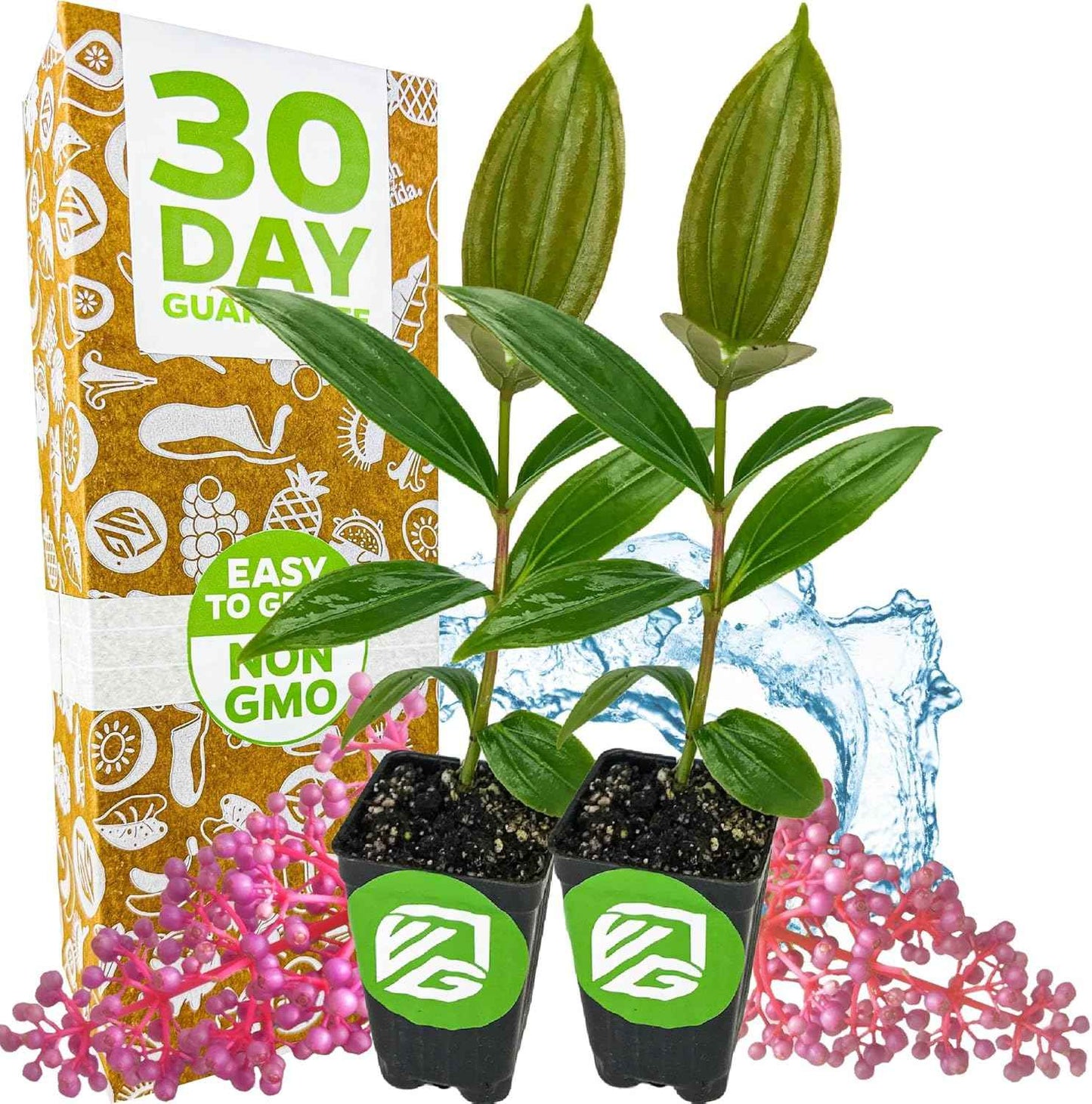 Malaysian Orchid Live Flowering Plant - Medinilla myriantha by Wellspring Gardens - Thriving Medinilla Starter Plant for Indoor or Outdoor Gardens - Vibrant Blooms, Ideal for Gardeners (2-Pack)