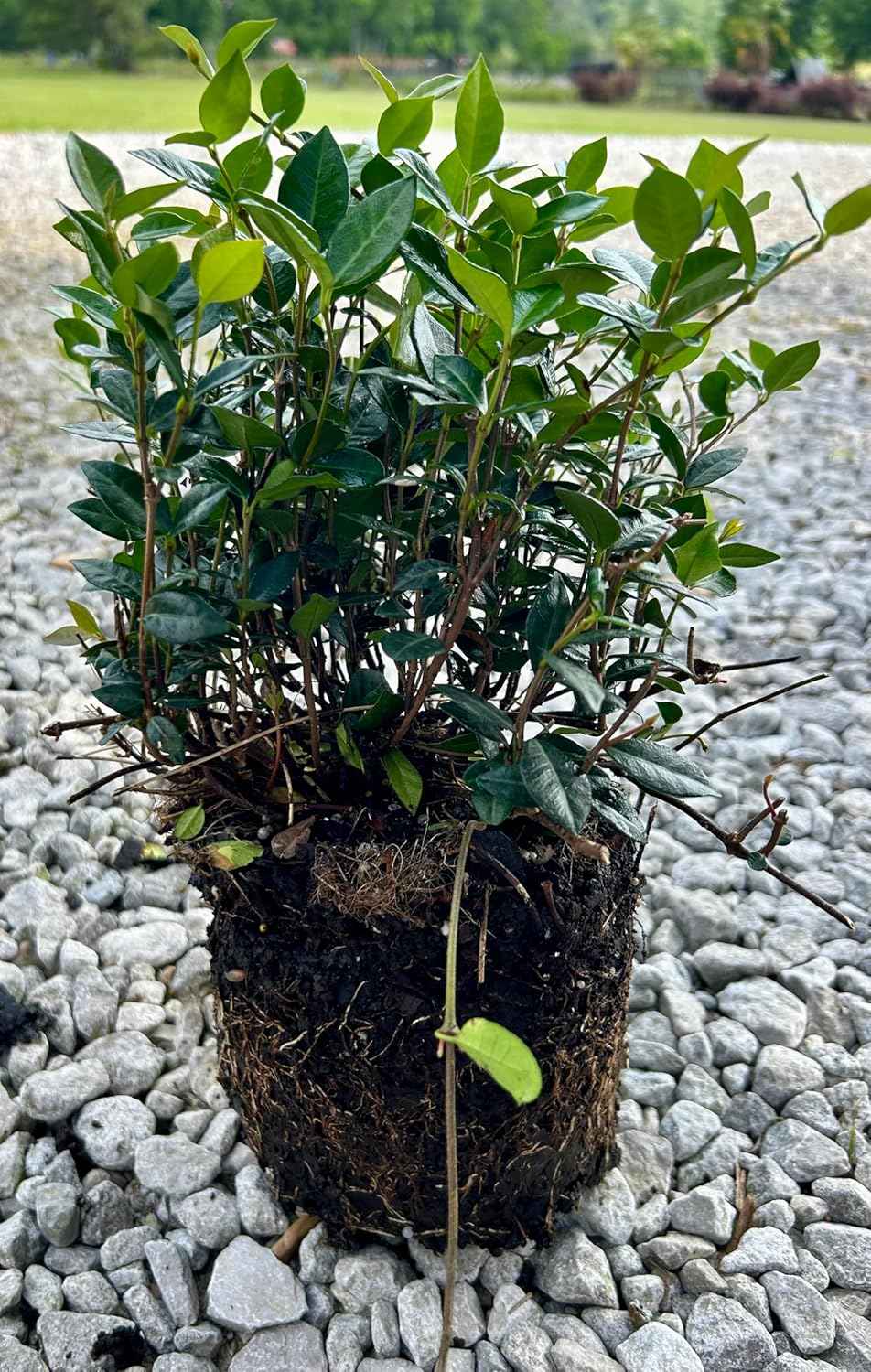 Asiatic Jasmine Ground Cover Plant, Live 1 Gallon Container, Evergreen Vine