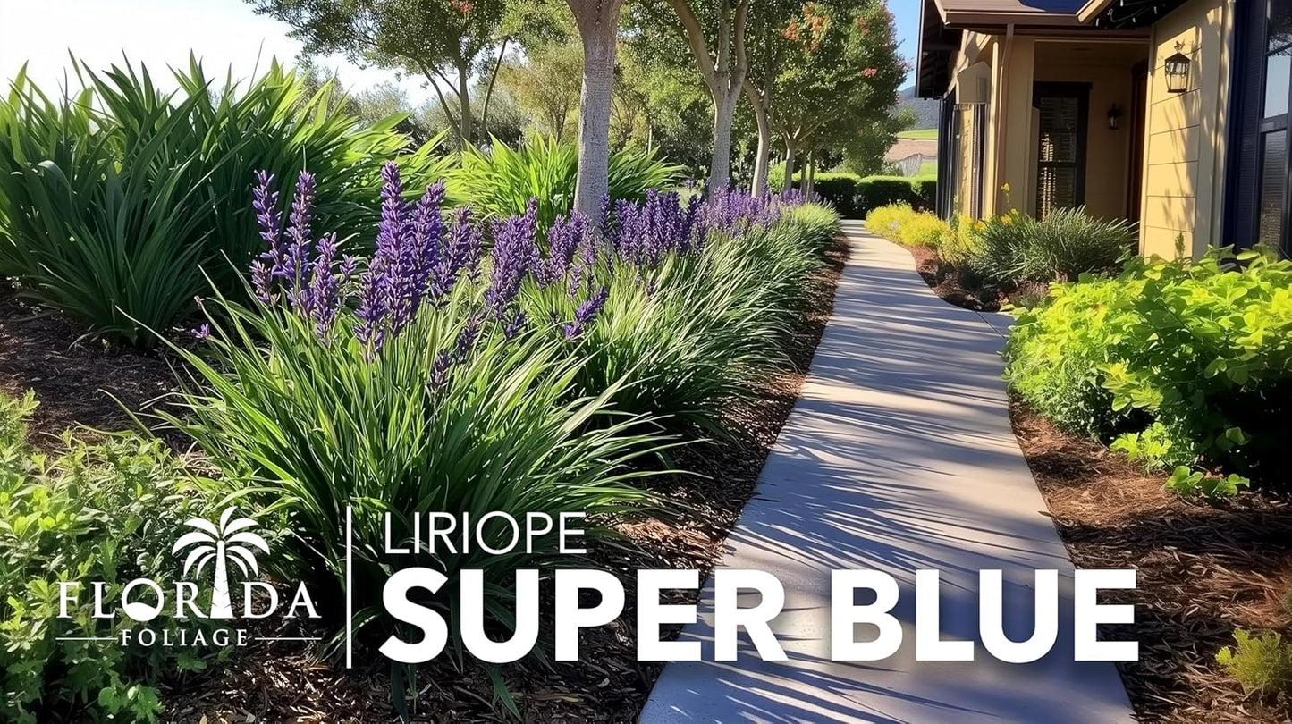 Liriope Super Blue | 40 Live Plants | Liriope muscari 'Super Blue' | Ornamental Ground Cover Plants | Shade-Tolerant Landscaping Perennial