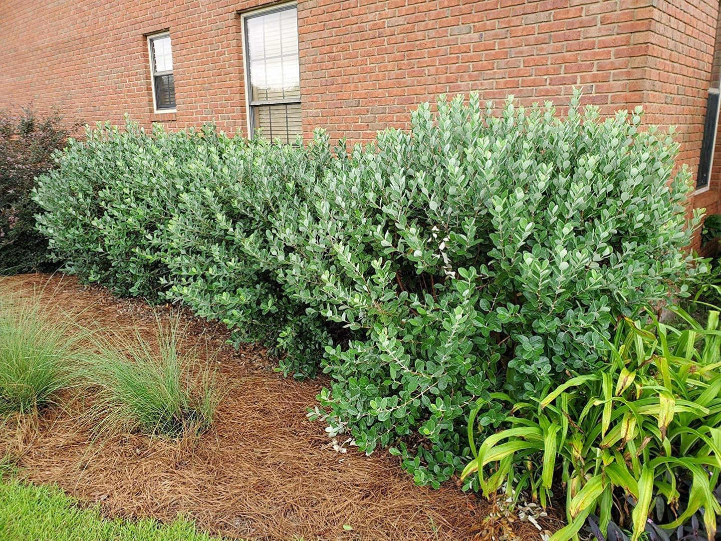 Pineapple Guava | 3 Large Gallon Size Plants | Feijoa Sellowiana | Edible Fruit Shrub and Fragrant Flowering Foliage