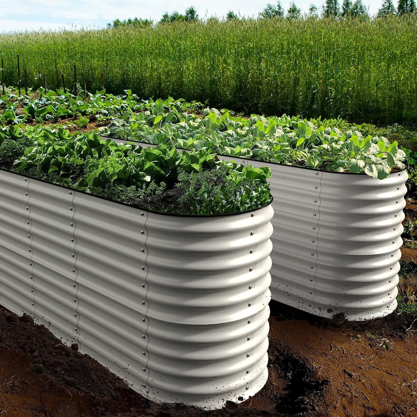 Olle Galvanized Planter for Vegetables 12-in-1 Large Metal Raised Bed Gardening Kit for Outdoors 32" Tall Size 5X5 Feets 8X2 Feets 4x8 Raised Garden Bed, Ivory