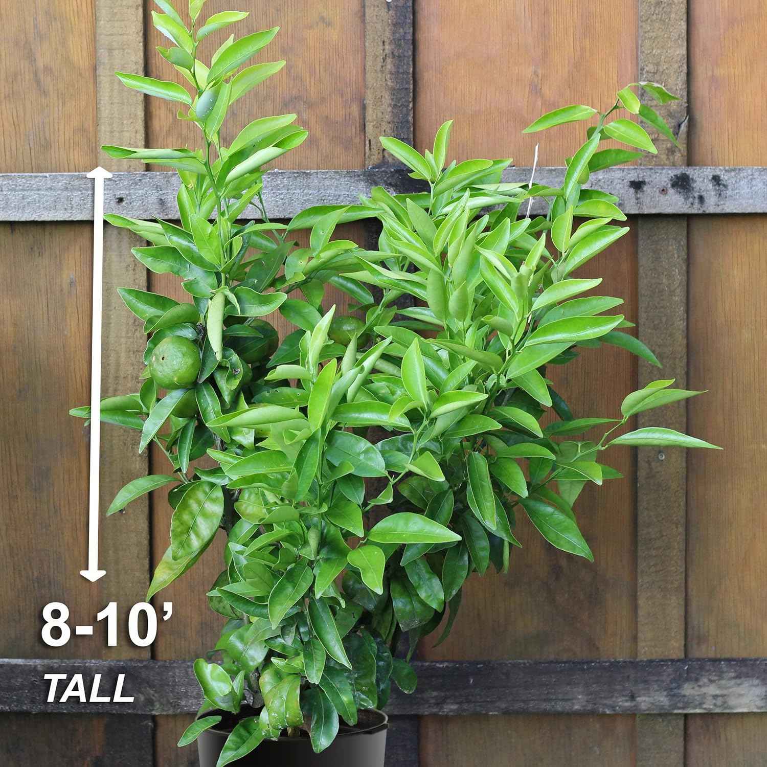 Garden State Bulb Persian Lime Tree, Citrus Live Plant (1 Gallon Growers Pot) Cannot Ship FL, AZ, CA, TX, LA