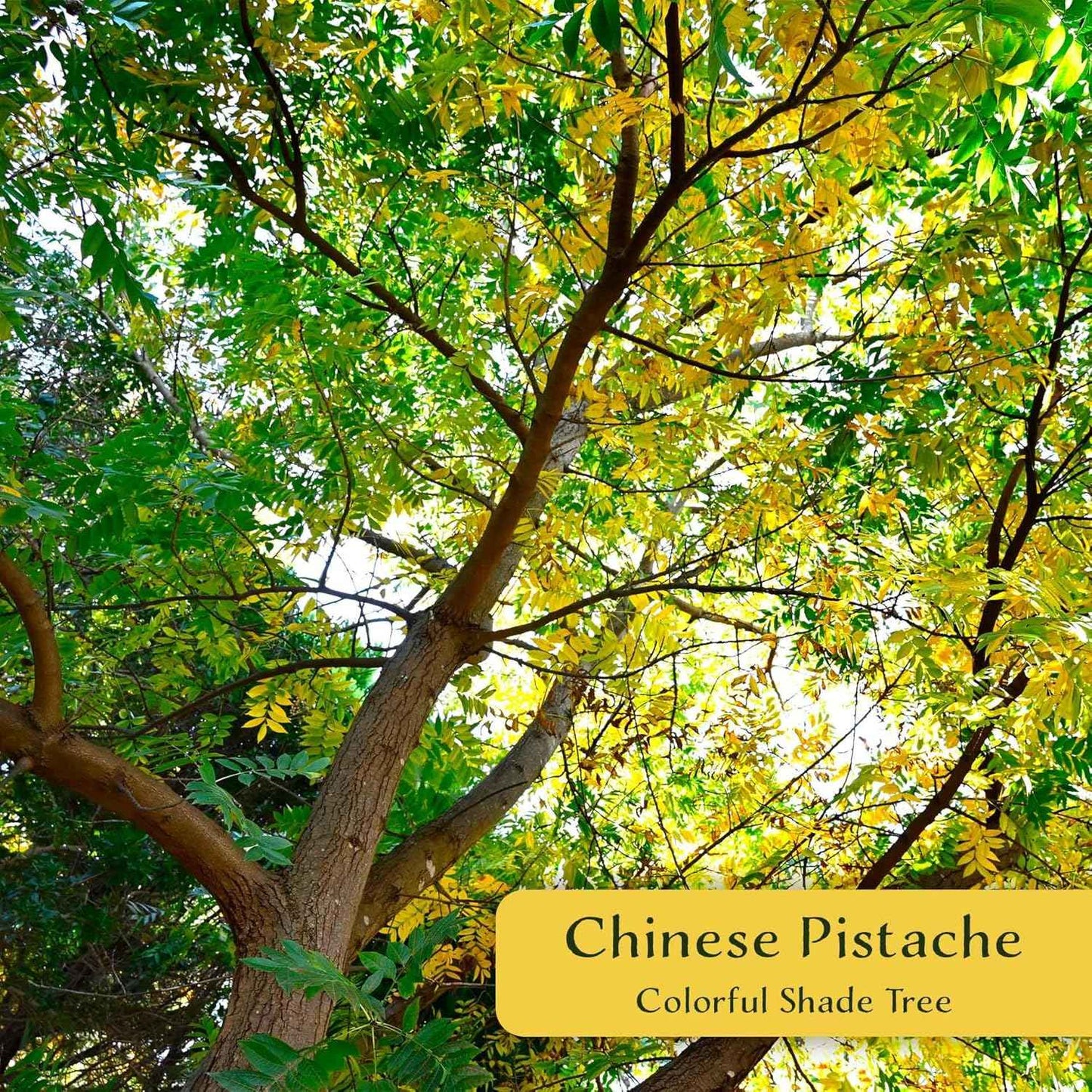 3 Chinese Pistache Tree Saplings (Pistacia chinensis) | Deciduous Ornamental Shade Tree with Fall Color & Upright Growth | 2.5” Nursery Cubes, Ready-to-Plant Live Starter Plants