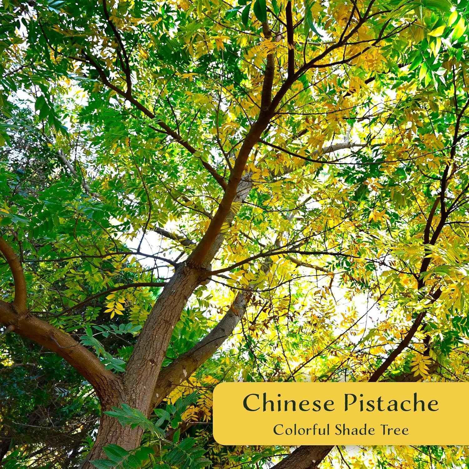 3 Chinese Pistache Tree Saplings (Pistacia chinensis) | Deciduous Ornamental Shade Tree with Fall Color & Upright Growth | 2.5” Nursery Cubes, Ready-to-Plant Live Starter Plants