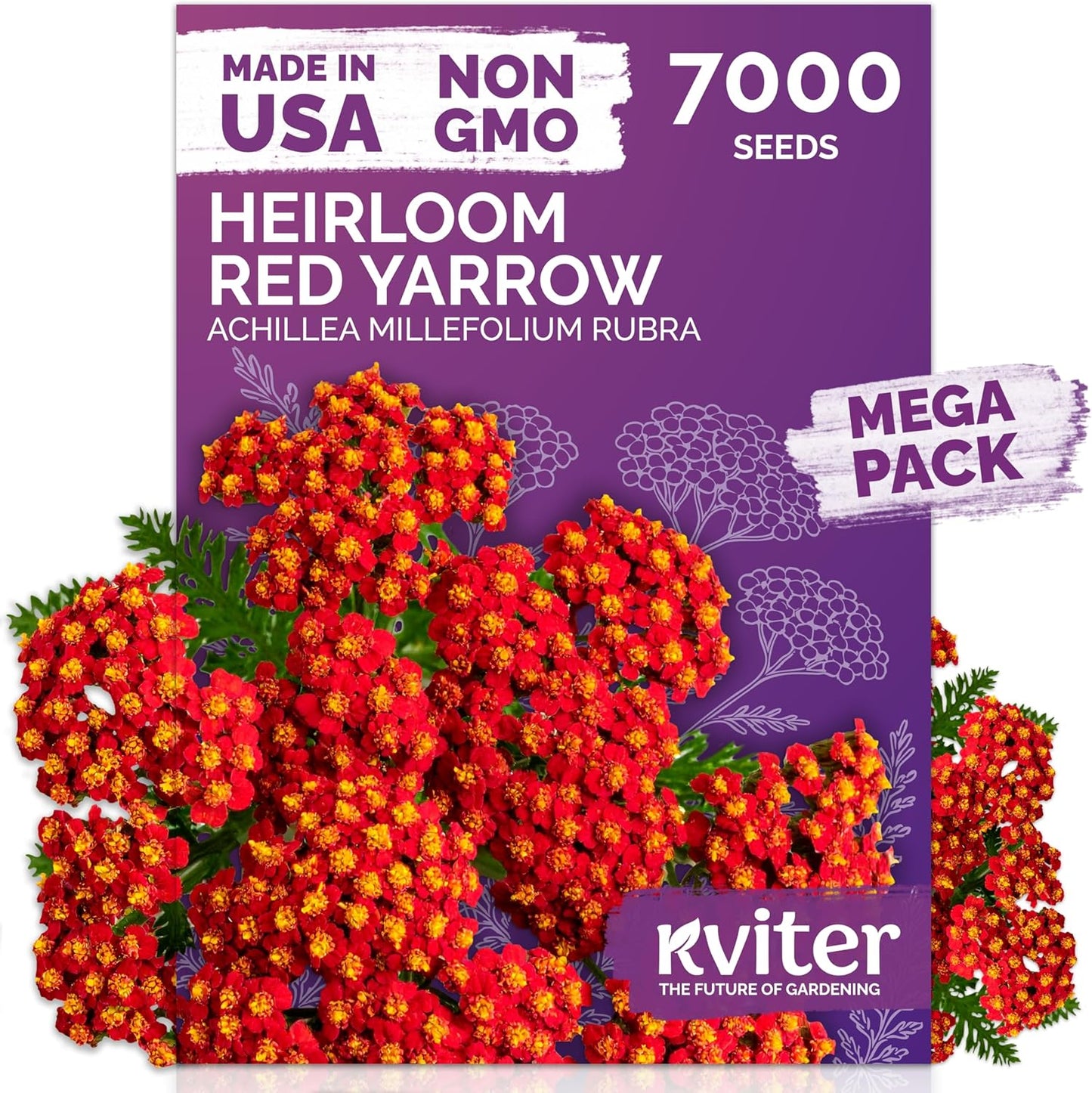 KVITER 7000 Red Yarrow Seeds (Achillea Millefolium Rubra) — Perennial Flower Seeds to Plant Outside, Heirloom & Organic — Native Wildflower Seed for Herb Garden, Beds, Containers & Meadows