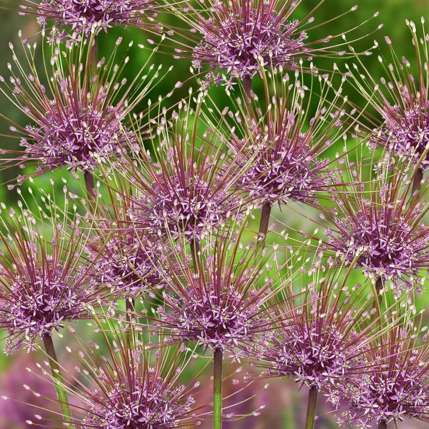 Votaniki Schubertii Allium Bulbs - Spectacular Blooms, Allium Schubertii (Ornamental Onion) | Spring Blooming Perennial - Easy to Grow (5 Pack)