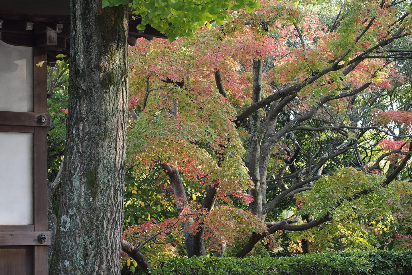 Japanese Maple | Small Tree Seedling | The Jonsteen Company