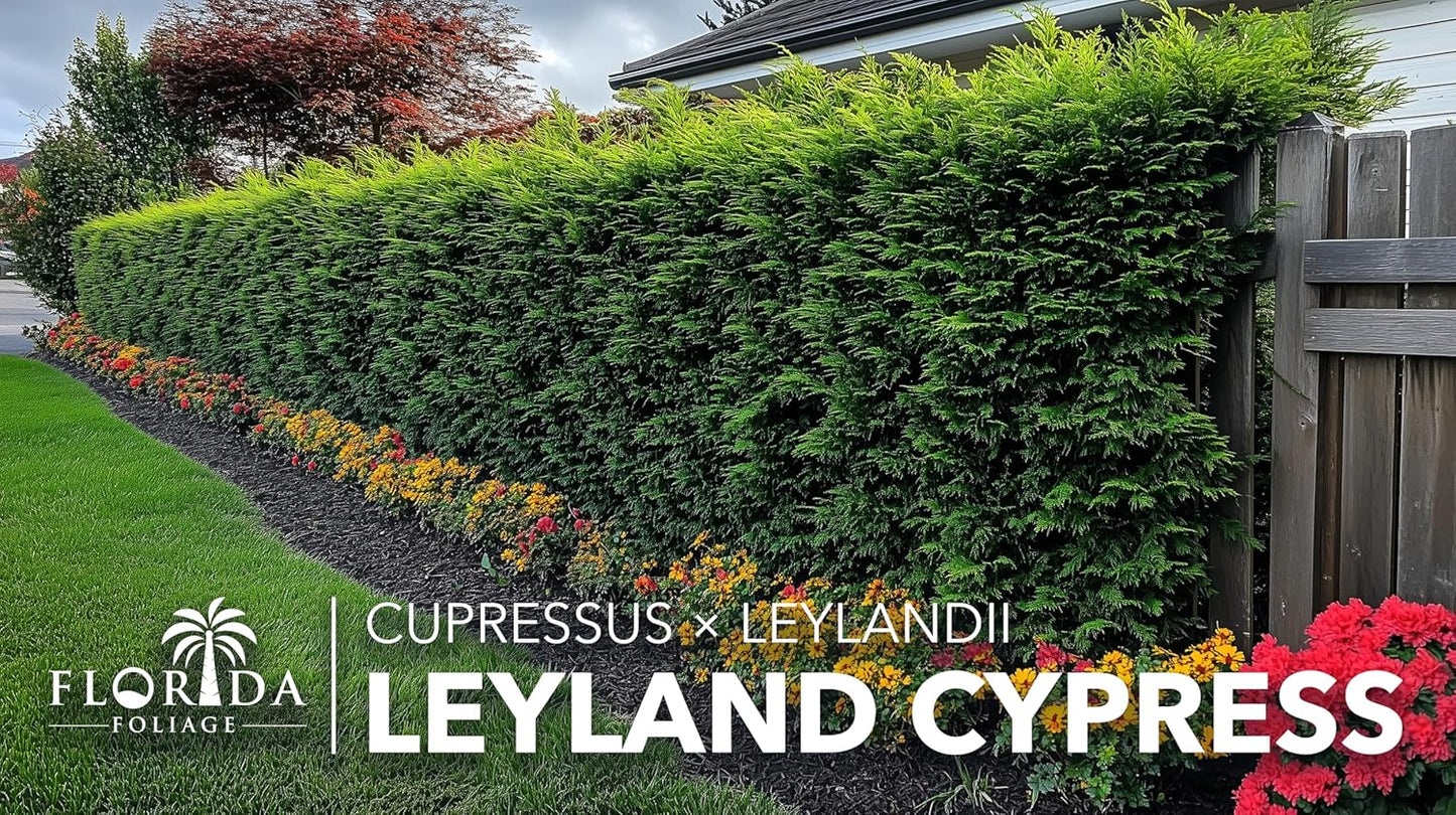 Leyland Cypress | 50 Live Plants | Cupressocyparis leylandii | Fast Growing Privacy Trees, Evergreen Landscape Plants, Drought Tolerant, Low Maintenance, Windbreak, Hardy